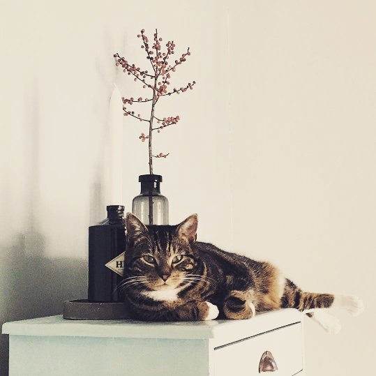 WeAreGCLRS's tweet photo. Gin and ca​ts :) two of my favourite things <3 #hendricksgin #feline #cat #pet #gin #hendricks #favorite #love https://t.co/a1qfLhK5wU