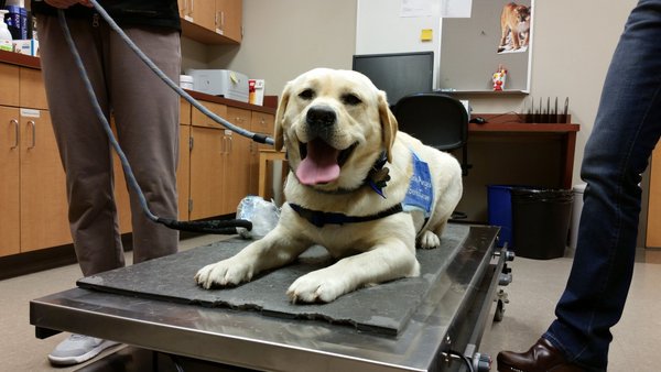 KREM2's tweet photo. #KREMGOODNEWS Spokane clinic gives free eye exams to service dogs https://t.co/aNNl7azdT0 https://t.co/xHpMiQeGNM