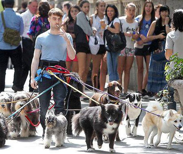 KateBlueTwt's tweet photo. That is a lot of dogs.... https://t.co/rPTgVGr2TO