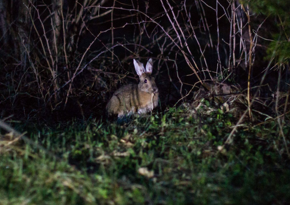 AllagashBrewing's tweet photo. And then there was the midnight #allagash campground pasta thief #bunnyattack https://t.co/xHhM09Vejs