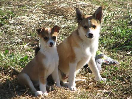 食肉目イヌ型亜目 Sur Twitter 野生種は多く挙がってるのでイエイヌから ノルウェイジアン パフィン ドッグ 一見普通のワンちゃんだけど 首の骨が二重関節 前肢が左右に90度開く 指趾が6本ある 耳を折り畳める 秘密にしておきたかった生き物