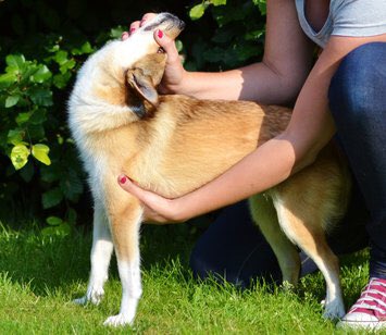 食肉目イヌ型亜目 Sur Twitter 野生種は多く挙がってるのでイエイヌから ノルウェイジアン パフィン ドッグ 一見普通のワンちゃんだけど 首の骨が二重関節 前肢が左右に90度開く 指趾が6本ある 耳を折り畳める 秘密にしておきたかった生き物