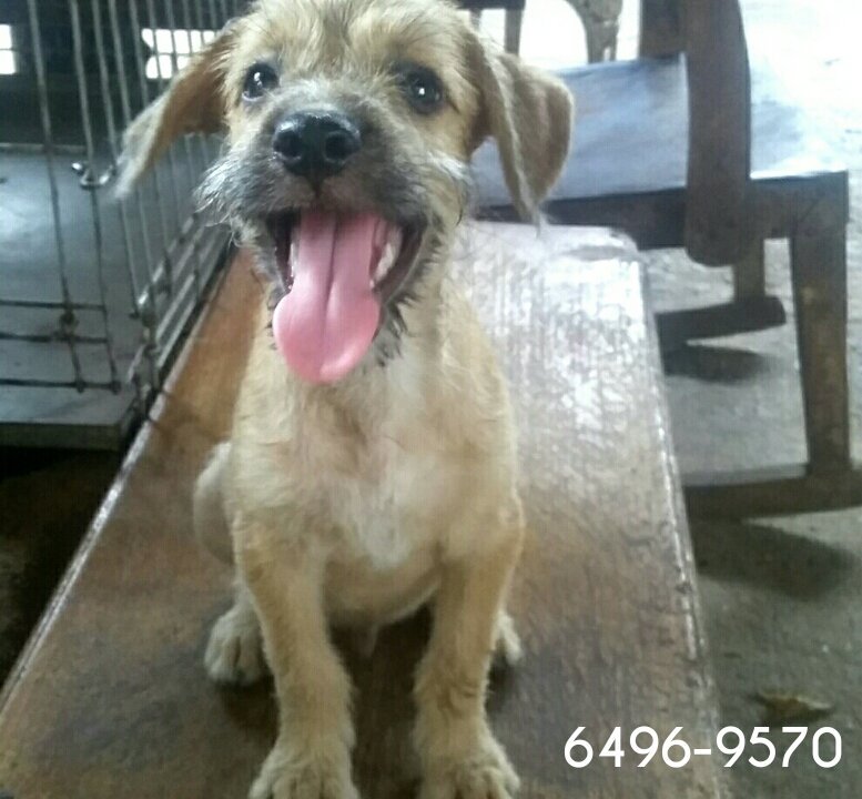 Listo para adopción❤ @Trafico_pty <a href="/ArraijanPTY/">Arraiján</a> <a href="/CuadrillaPenny/">Cuadrilla Penny</a> <a href="/PatasPanama/">Patas Panama</a> <a href="/PatasyPies/">Patas y Pies</a> <a href="/quinnannette/">Annette Quinn</a> <a href="/DavisZone/">Ubaldo Davis Senior 🇵🇦</a>