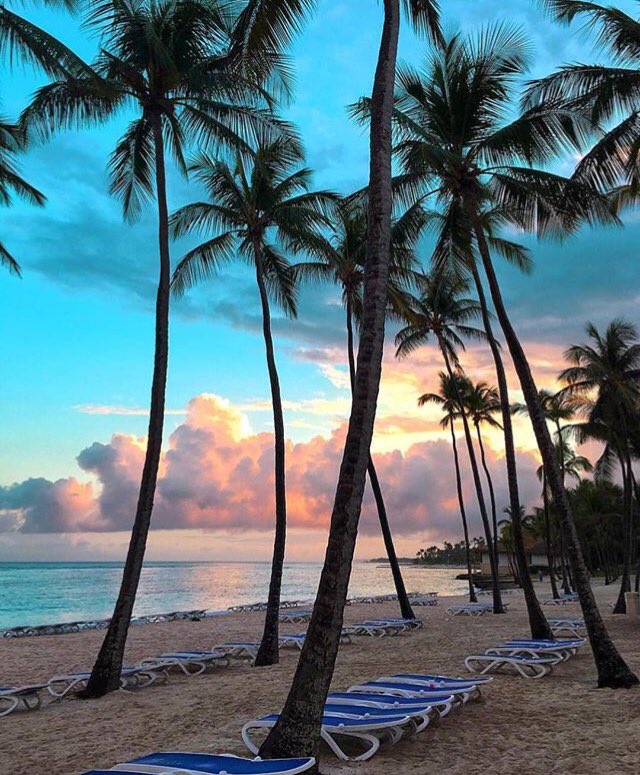 _skyvibes's tweet image. Paradise and palm trees