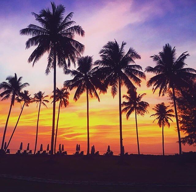 _skyvibes's tweet image. Paradise and palm trees