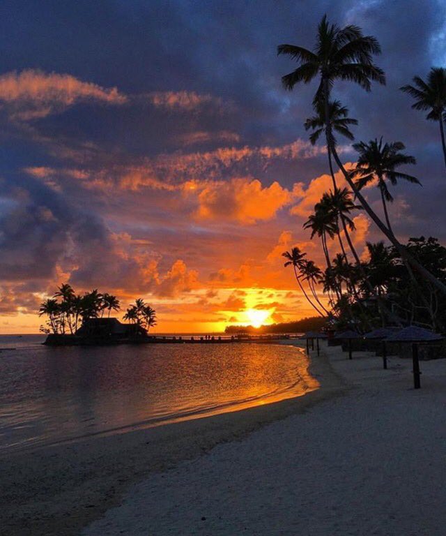 _skyvibes's tweet image. Paradise and palm trees