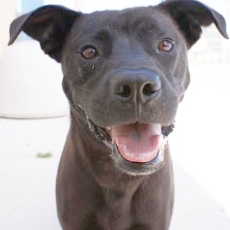 Outer Banks SPCA tweet media