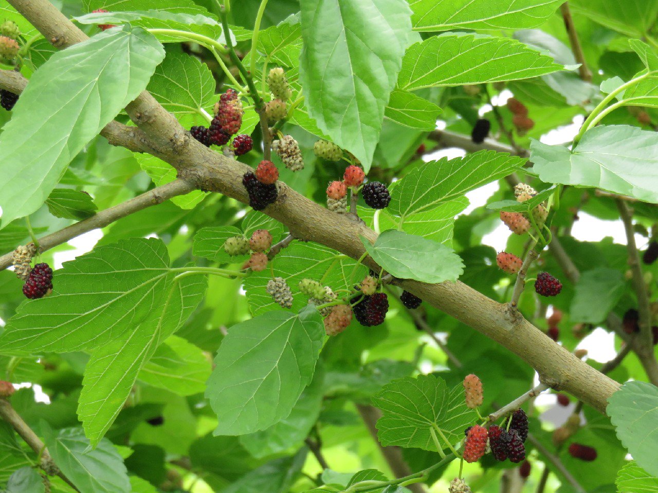 Yoshio Ichikawa クワ Mulberry クワ科クワ属の総称 の実が熟し始めた 河川敷にはクワの木が多いが 実を摘む人はほとんどいないようだ 河川敷には クルミ キクイモ クコ クズ等 食べられる植物がたくさん自生している 鶴見川5 19 T Yoshio Ichikawa クワ Mulberry クワ科クワ属の総称 の実が熟し始めた 河川敷にはクワの木が多いが 実を摘む人はほとんどいないようだ 河川敷には クルミ キクイモ クコ クズ等 食べられる植物がたくさん自生している 鶴見川5 19 T