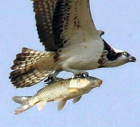 34d9eb18f1b74df's tweet image. 