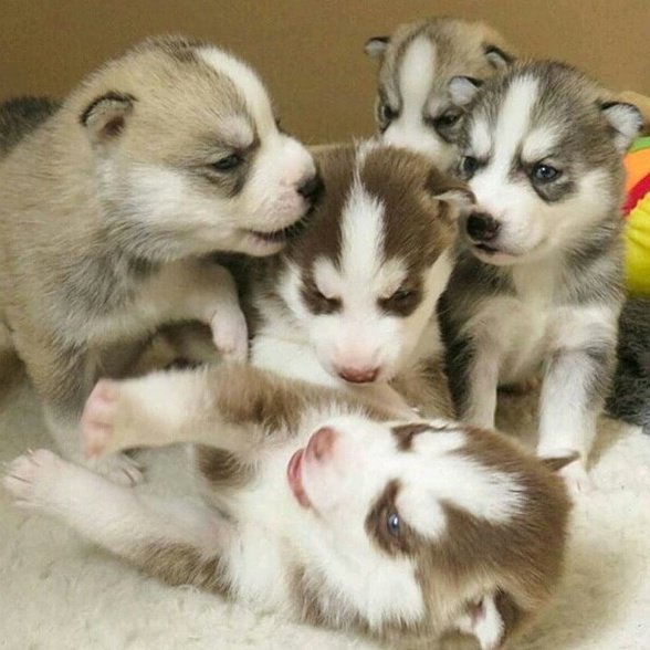 SniffandBarkens's tweet photo. #squadgoals https://t.co/S7ha6V6mtd