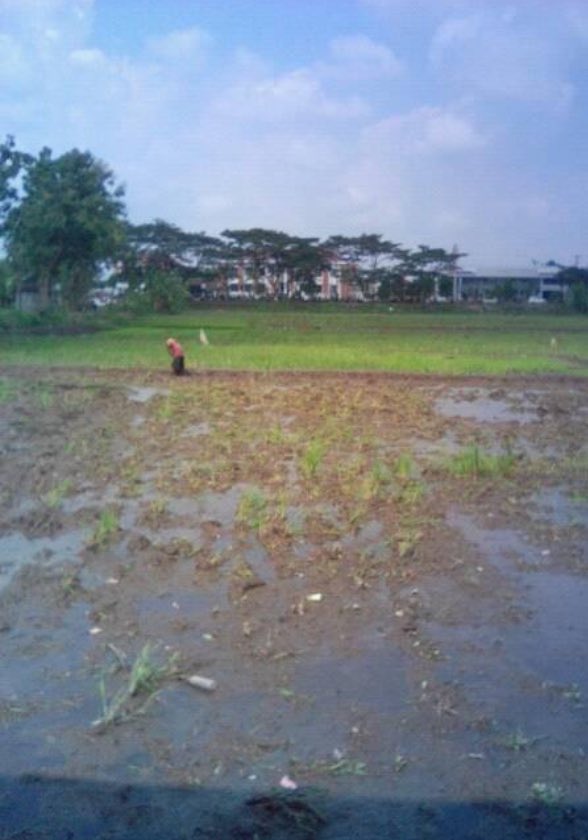 Cegatan timur ros in RING ROAD SELATAN siapke suratmu lur