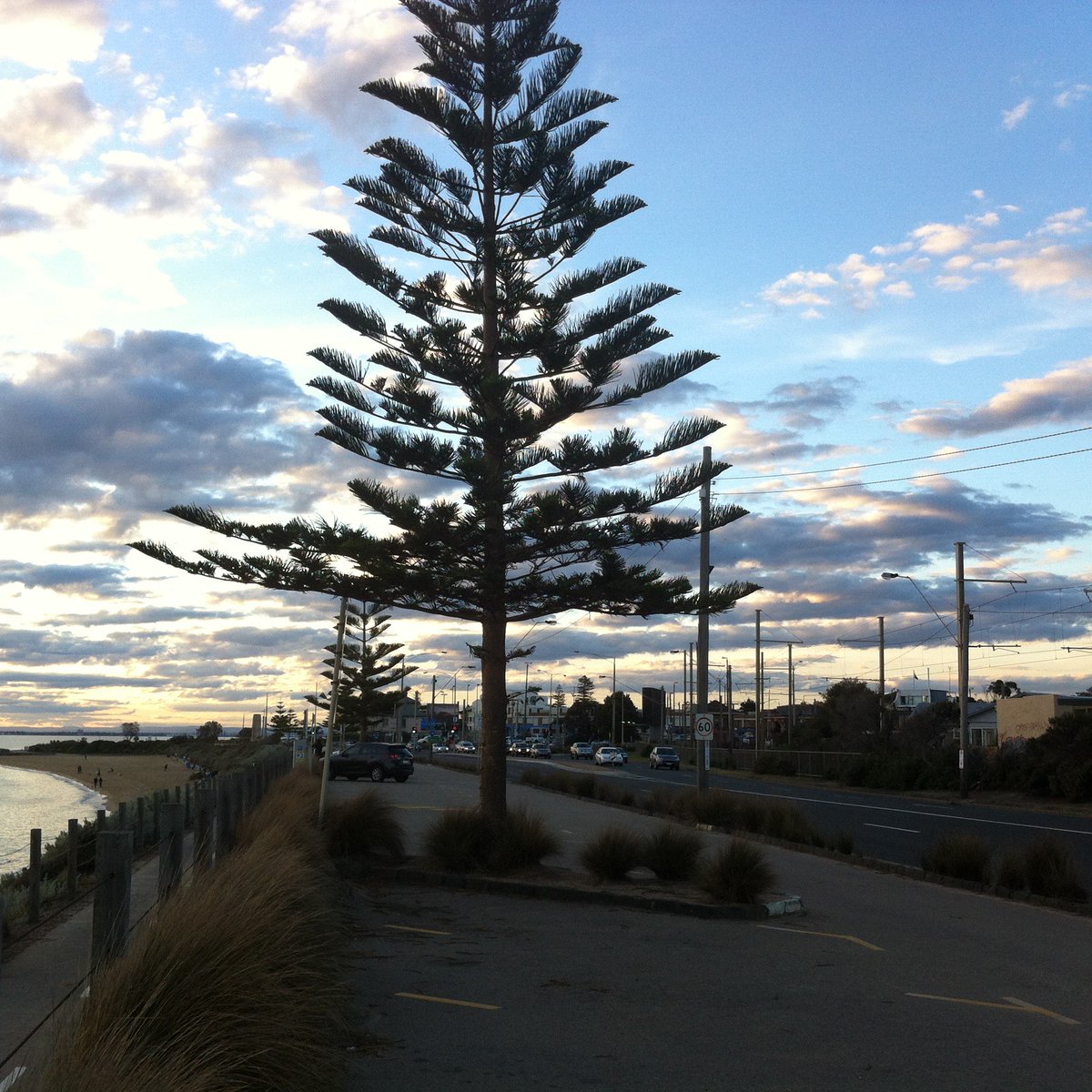 JaigopalOberoi's tweet photo. Beach side trees at the sunset... https://t.co/V3jjeOxNHr