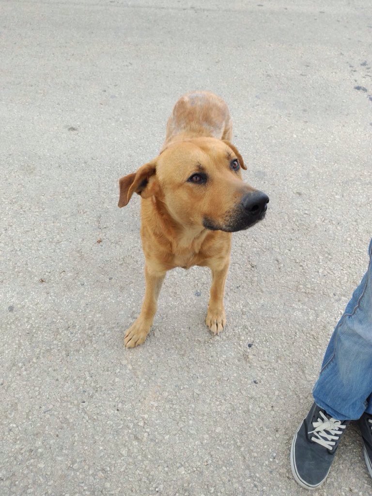 ritavon2's tweet photo. @ProtecTorres  No hay nadie para el?? Este guapo está en la calle! Vamos #Murcia #Adopta https://t.co/ln6f0rTYIZ