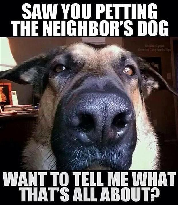 tiny_humor's tweet photo. Haha, petting another #dog ?! ... xD
#funny #meme #humor #animals #pet #cute #humor #tinyhumor #emotions https://t.co/s8d3mD0hbk
