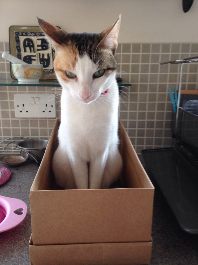 RWNPOS's tweet image. Cat in a box #mrsgrumpy #FoodFri @TGIFridaysUK @thebrandsource @RealGrumpyCat @SimonsCat #whiskerscatbiscuits