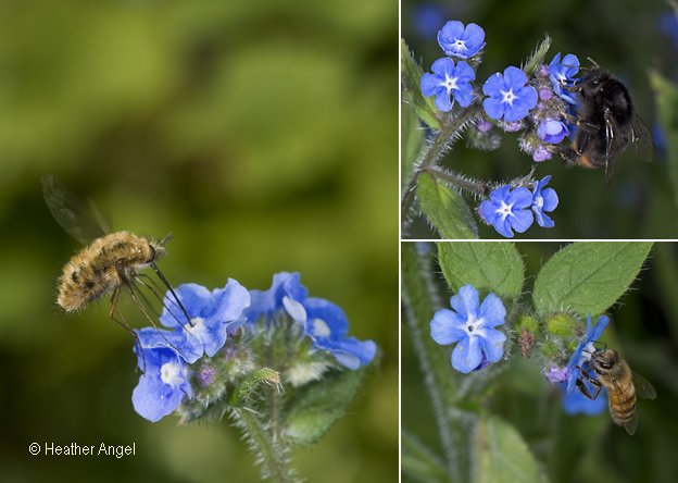 esweedcontrol's tweet image. RT @angelantics "Some foraging insects on green alkanet: bee-fly, red tailed bumblebee &amp;amp; honeybee https://t.co/a47lInWv8u"