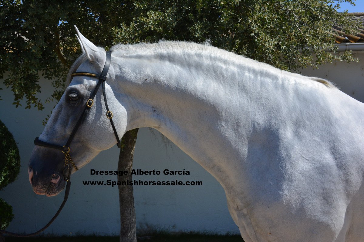 DressageAlberto's tweet photo. Horse for sale ,Presumido LXXII #Spanishhorses #dressage  ,Stallion ,height 1,69 ,grey
+info:https://t.co/oCTWNUVP4z https://t.co/uP5cGKTq72