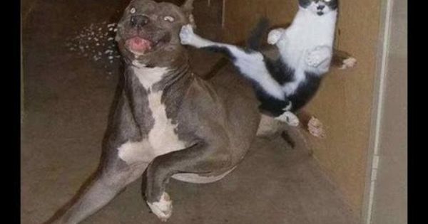 LouaniIdar's tweet photo. Just Pinned to Dogs &amp; Dog Toys: #Funny_ Dogs and Cats - Cute #Dogs and Cats Video https://t.co/fMSAW3xREq https://t.co/bs8BYUqNvb