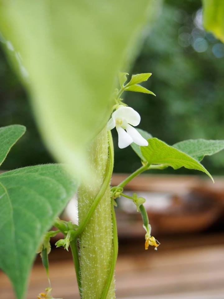 LePortDeFR's tweet image. Samedi 21 mai dès 10h Viens fêter la Nature... @LePortDeFR ... leport.ch/wp-content/upl…