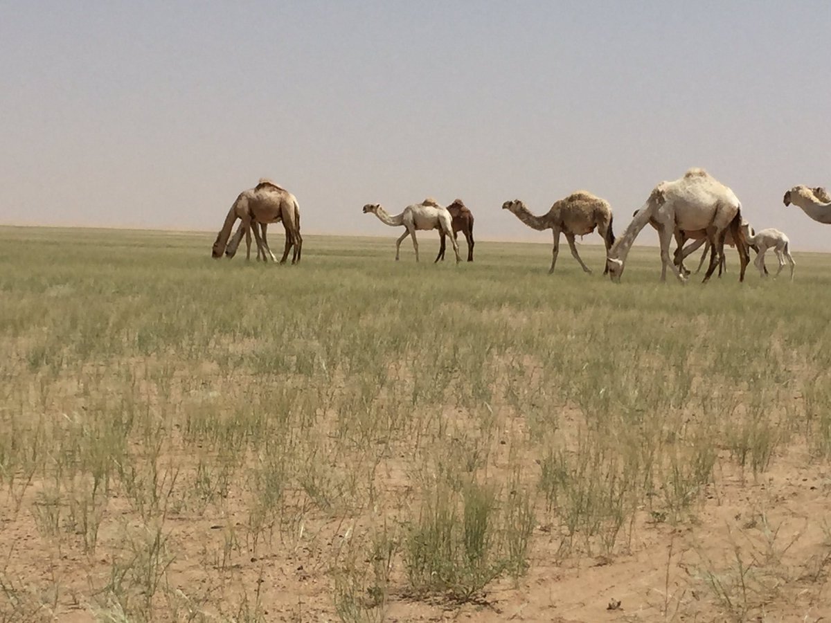 مبارك الدوسريً (@mbaerk214) on Twitter photo 