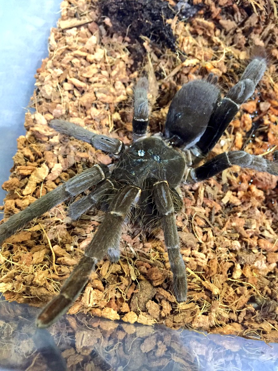 トロピカル ジェム Twitter પર カメルーンレッドバブーン 久々に大きめサイズで入荷 超のつく巨大種です 成長もキングバブーンと違い早いです