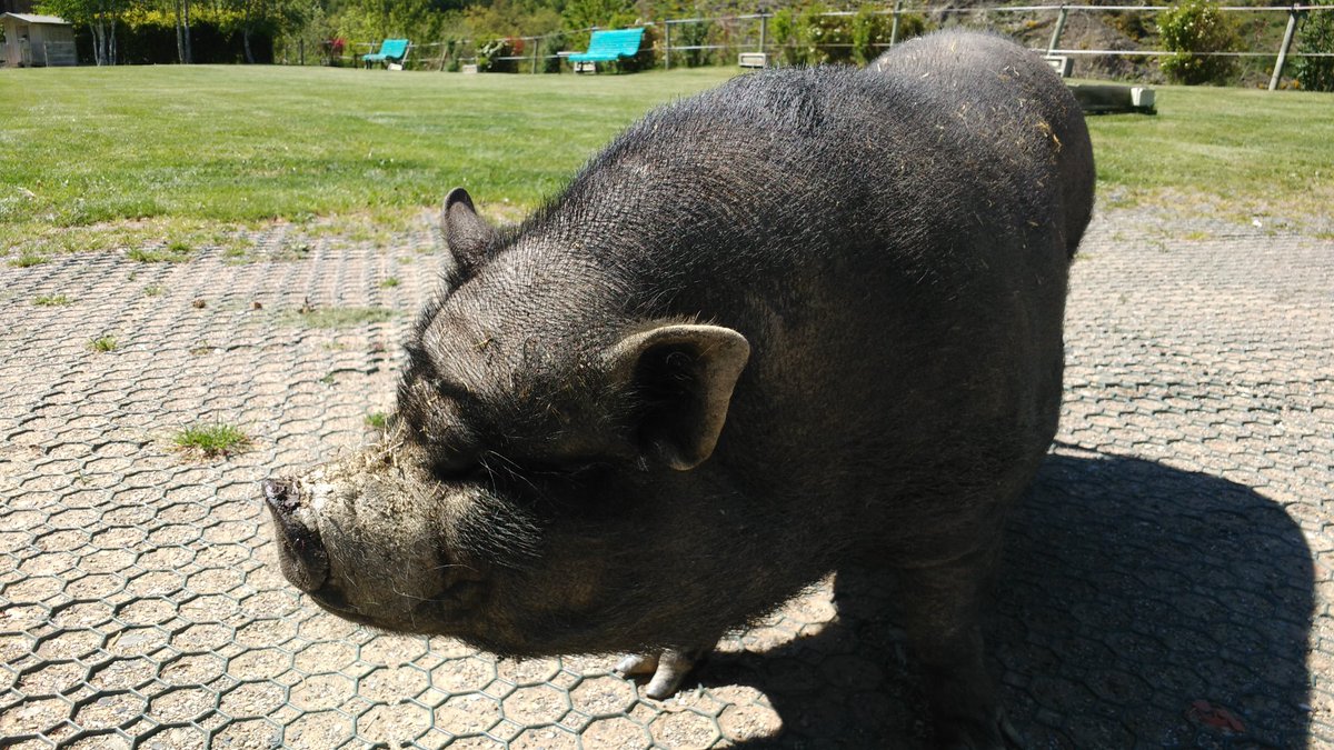 Conarena's tweet photo. Conociendo a la preciosa cerda que nos da la bienvenida en #CalBou #TBMAndorra #TBMToprural @Toprural https://t.co/J0uJLp9rJw