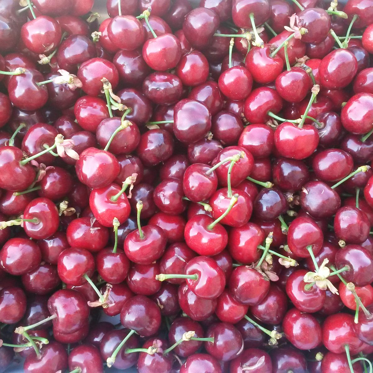 Prepareu els paladars, les cireres ja estan a punt! Demà ja serem al mercat de #santpaudordal i #vilafranca!