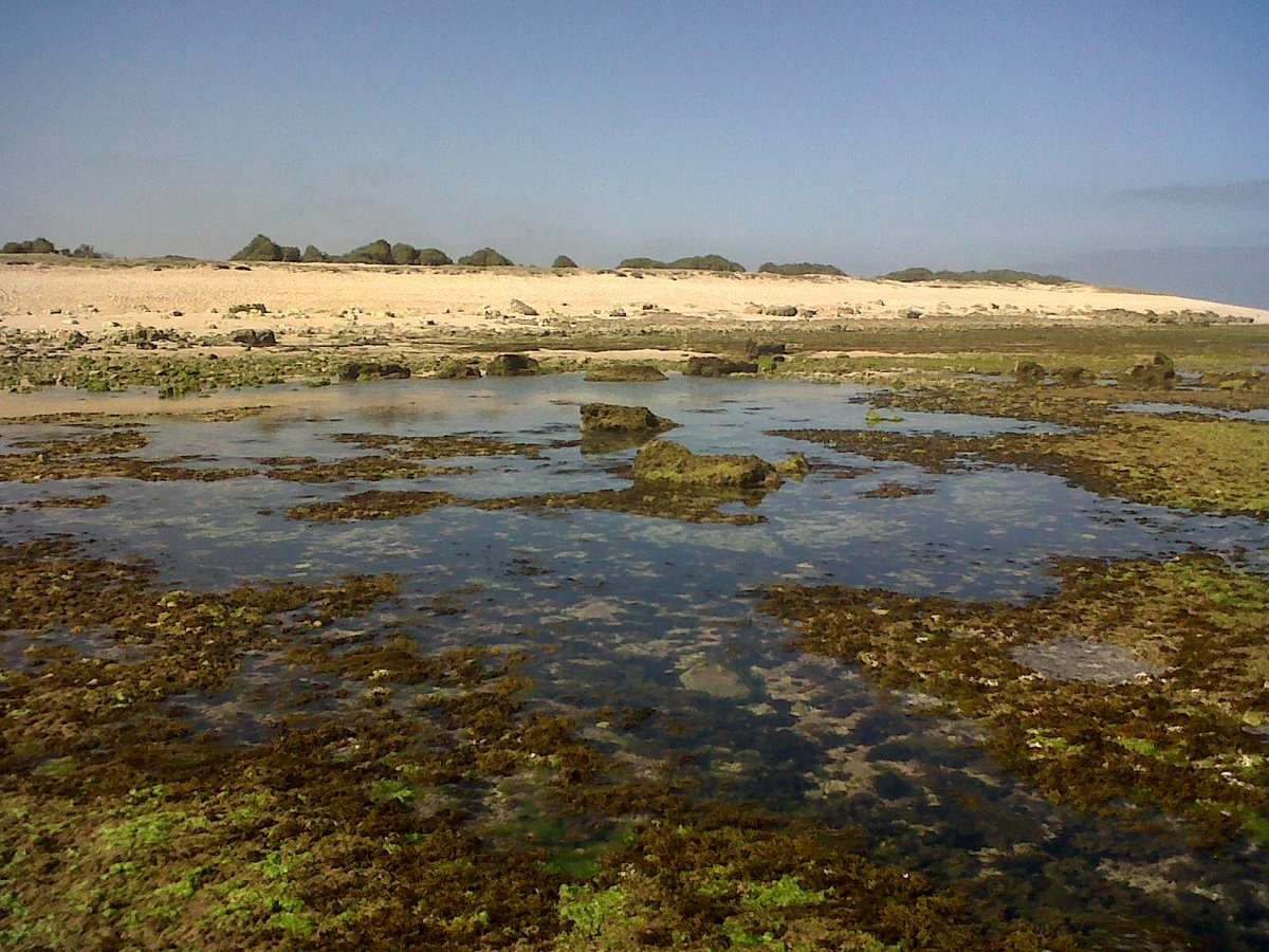 BioNept's tweet photo. #BioNept troopers @CarlaRLourenco and @CorDeGeleia exploring #sidibouzid #intertidal.
#marinebiology #biodiversity https://t.co/uOnonP4Y5b