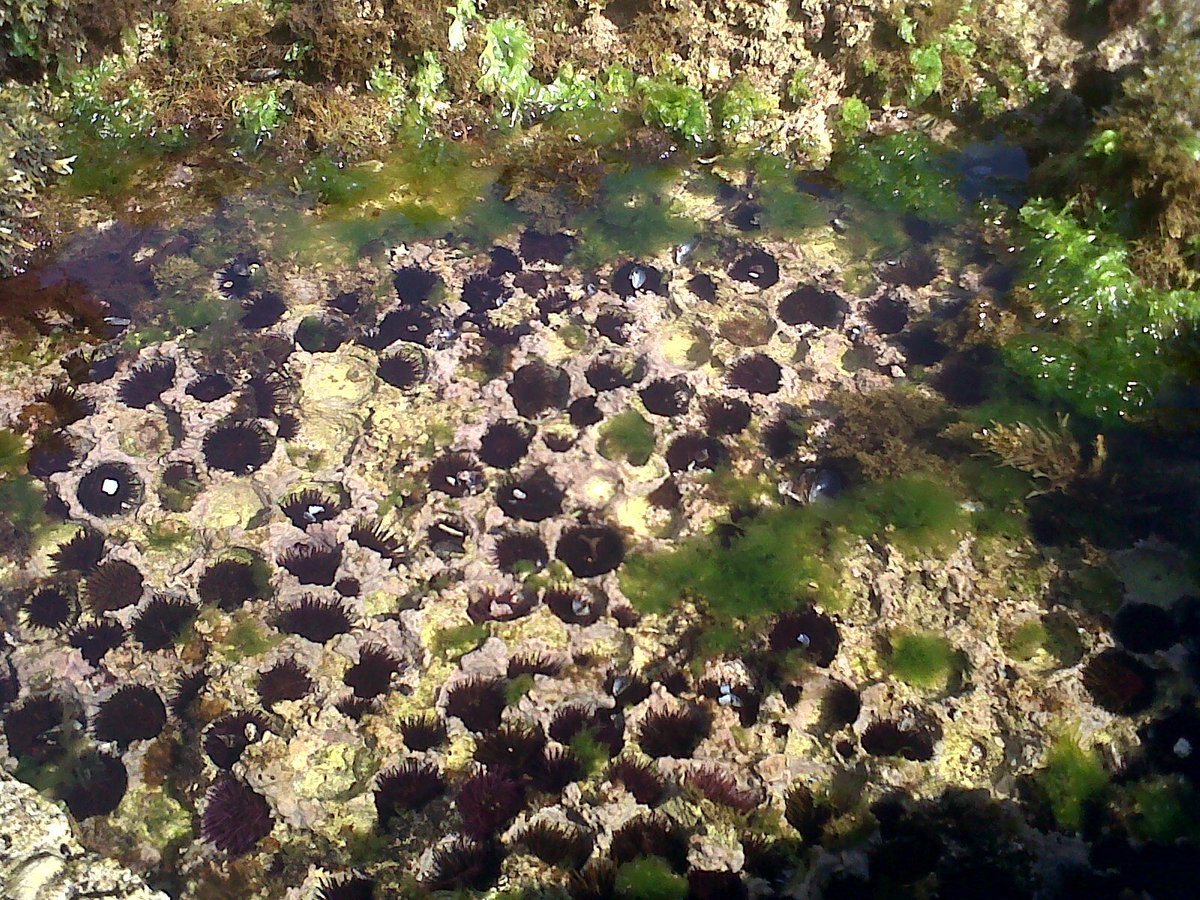 BioNept's tweet photo. #BioNept troopers @CarlaRLourenco and @CorDeGeleia exploring #sidibouzid #intertidal.
#marinebiology #biodiversity https://t.co/uOnonP4Y5b