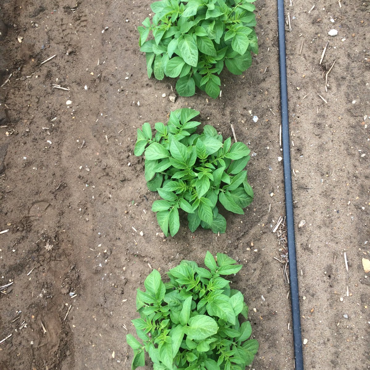 SPPotatoes's tweet photo. South Pickenham crispers progressing well under ideal conditions, 2016 crop is catching up after a slow start. https://t.co/9ZQ3ChDykf
