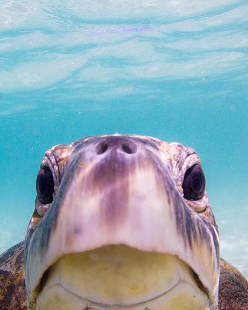 NomadicBrits's tweet image. We found this on Instagram, so awesome. #turtle #travel @Queensland