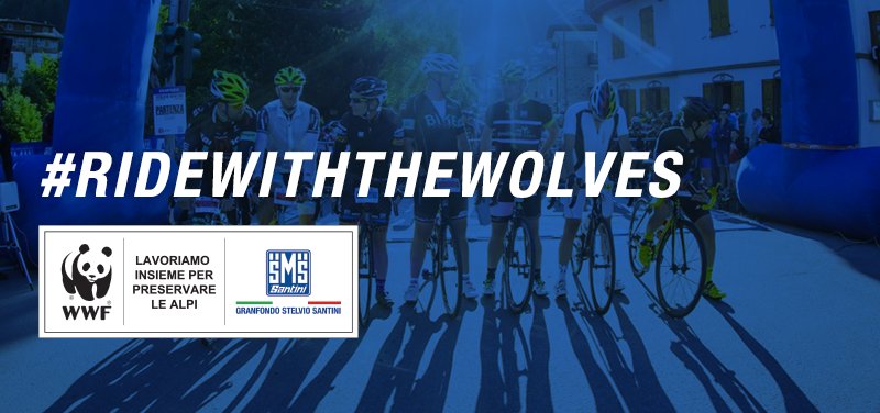 amici_lupo's tweet photo. just 40 bibs left to take part in #GranFondoStelvio and support #WWF wolf protection project https://t.co/yqadzBf5U3 https://t.co/ZZAUmDFf2b