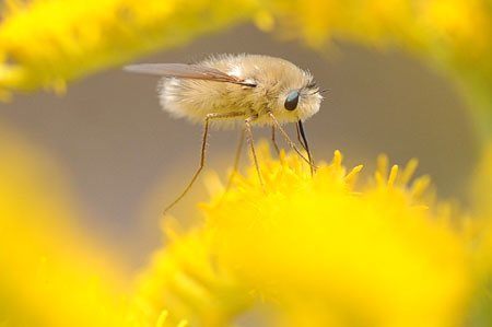 アブなのに刺さない フワッフワのモフッモフが愛らしいトラツリアブさん 話題の画像プラス