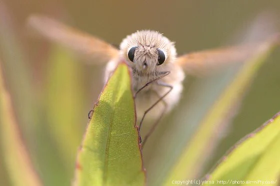 アブなのに刺さない！？フワッフワのモフッモフが愛らしいトラツリアブさん♪