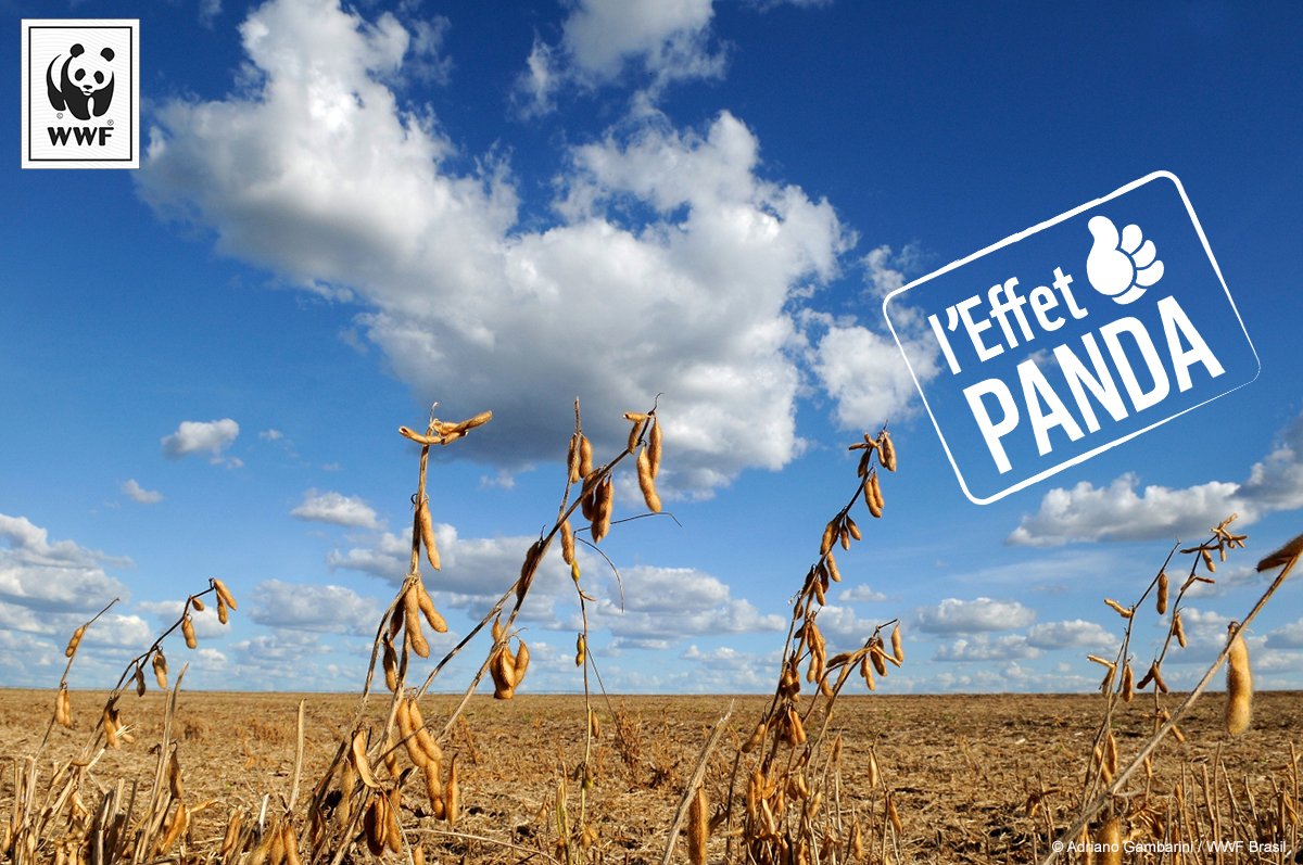 WWFFrance's tweet image. Le moratoire sur le soja a été renouvelé pour une durée indéterminée #EffetPanda bit.ly/1qygY9L
