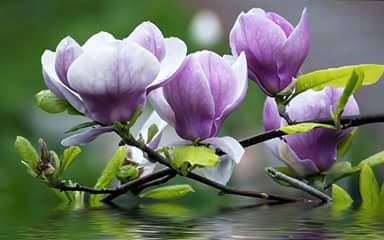AnneEventsCo's tweet photo. #felizviernes #ff Enjoy @xavierbdn @margaquiros @verdejomar @PodaValencia @Anpamo66  @ToniGutiFoto @Portal_Jardin ♡ https://t.co/5Q4RnBKDdX