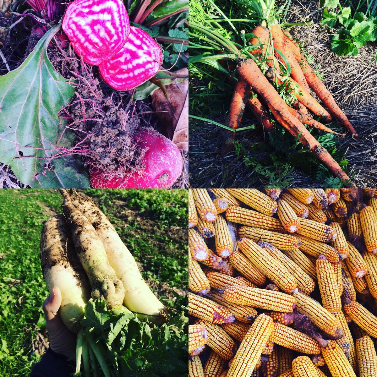 MozzaPi's tweet image. Be sure to check out the Louismill Anchorage Farmers Market starting in June: buff.ly/1U1ZYmJ