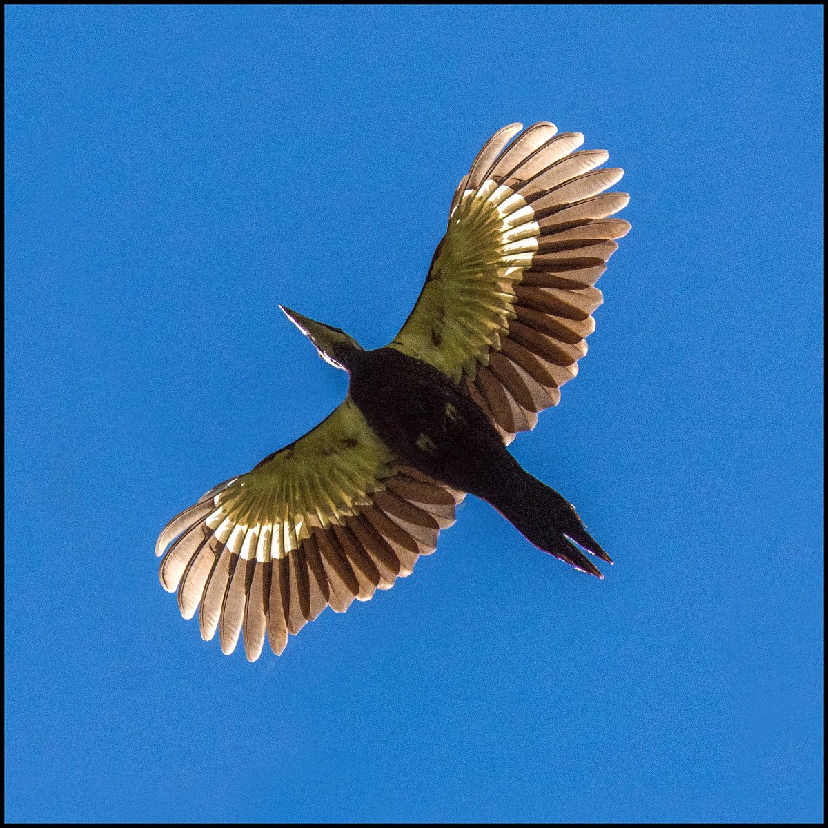 Rod1979D's tweet image. Flyover. #Bird #Woodpecker