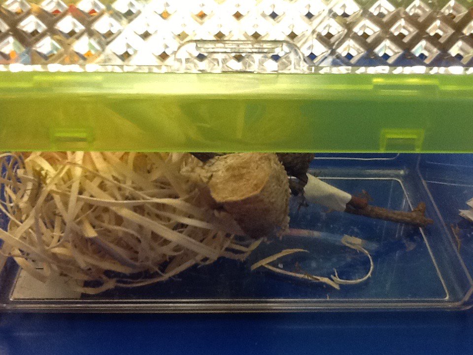 KinderKaboodle's tweet photo. Our preying mantis have hatched! #trinitylearns https://t.co/JTwvHhsryj