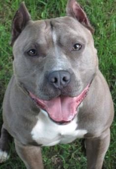 bigbootyappy's tweet photo. Watching a documentary on rehabilitating pitbulls, and it makes me so sad how people are so breed discriminatory. https://t.co/Ozu5CcVvlu