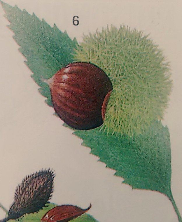 delaRo5a's tweet image. #sweetChestnuts
nuts #inSomeFormas 2-#3together r #borneInGlobeShapedHusks.
#SmashOpenHusks, #peelNuts, boil &amp;amp; mash