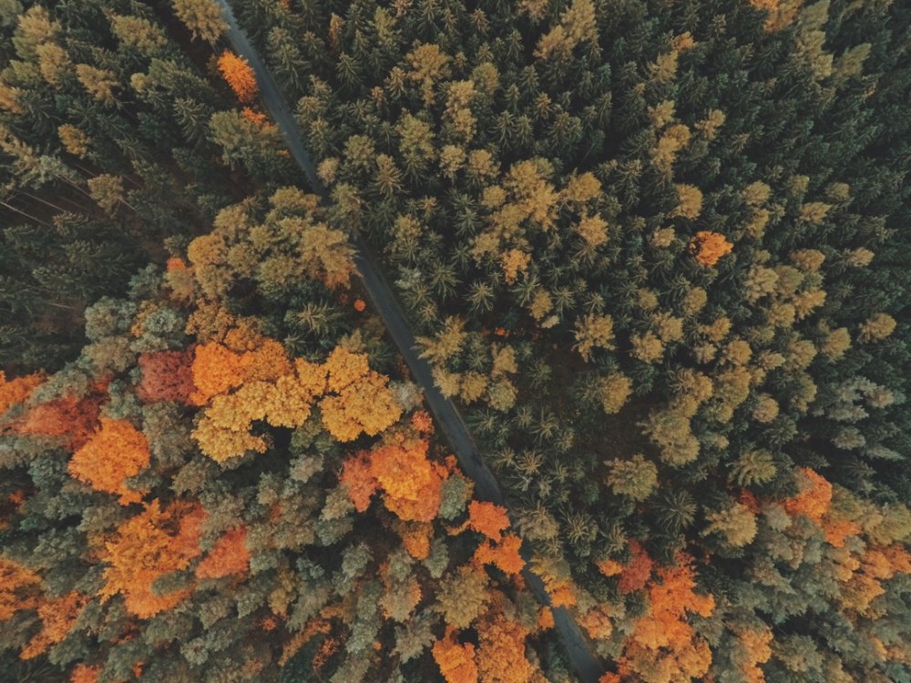 ClimateReality's tweet photo. These flying robots have a new mission: #Fight4Forests https://t.co/ZcRCZvGzSi https://t.co/83ok45TMws