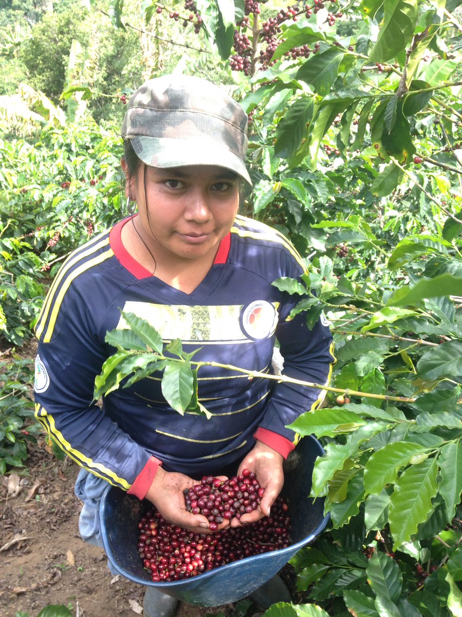 cooperativa de cafes especiales de nariño tweet media