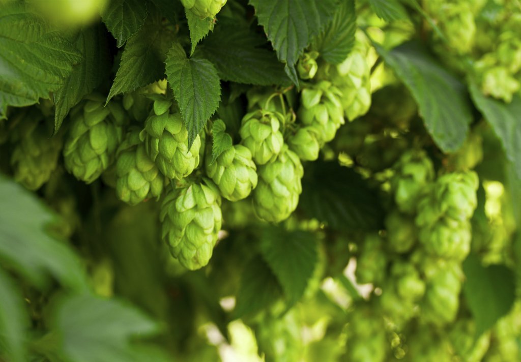 agribusinesscpa's tweet photo. Did you know the PNW grows 98.7% of hops in the US? Cheers to hops farmers who help #makesmallbeerbig! #ACBWtoast https://t.co/wwQURDOu74
