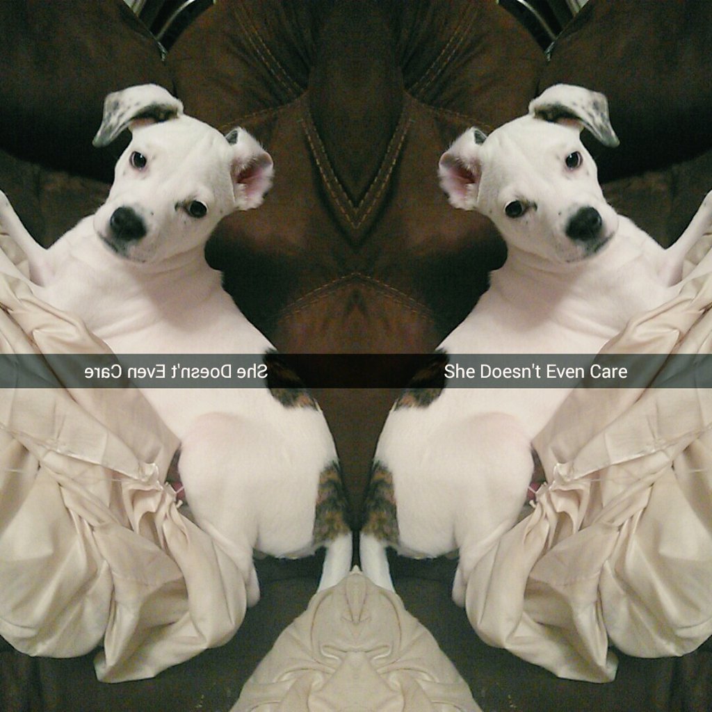 curtis759398's tweet photo. I Love SnowBell https://t.co/Rkk4KYYB0i