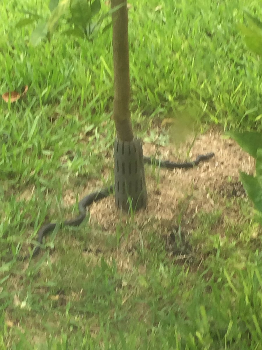 RocketDogPoodle's tweet photo. Snake in the yard https://t.co/miiBAJgHod