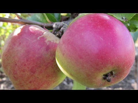 ourgardenclub's tweet photo. How to Plant a Fruit Tree - Essential Steps - #GardenHowTo - https://t.co/q4D3iToZ5z - OurGardenClub https://t.co/xBGG3lq0zC