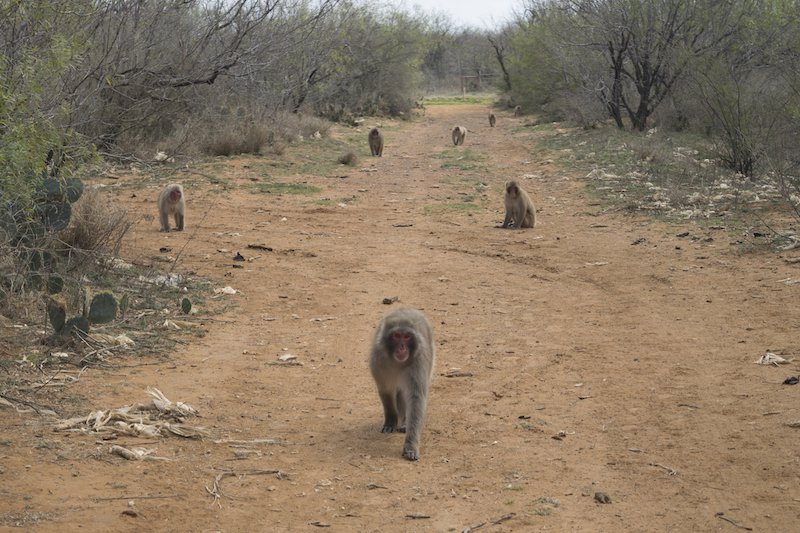 exhibitiona's tweet photo. #Shimabuku "The Snow Monkeys of Texas" starts today at #FreedmanFitzpatrick. https://t.co/1hsMP0ISfC