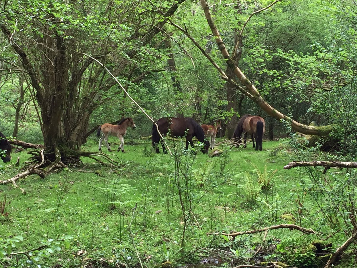 If you go down to the woods today...gorgeous Exmoor ponies! #Exmoor #lovewhereyoulive #cute
