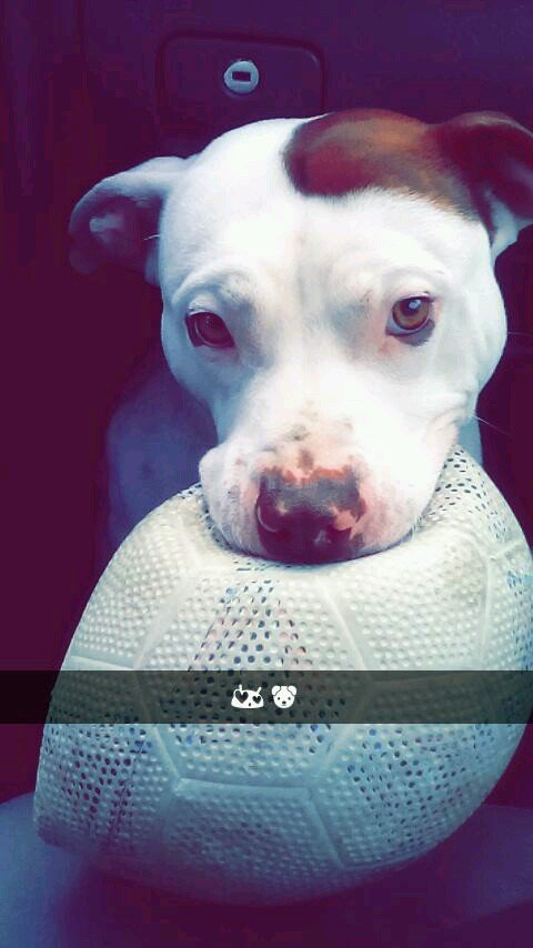 Miss_Huevos's tweet photo. Buenos días!
Hoy nos da los buenos días Orus, el amigo d @mtyy__  Todo 1 titán!

Anímate y mándame la d tu mascota! https://t.co/0APIHV4oBO